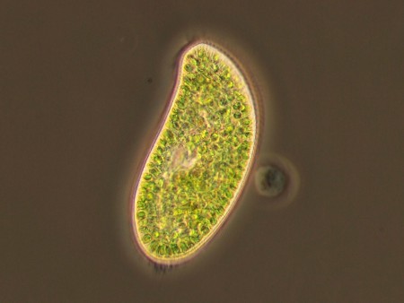 Paramecium bursaria