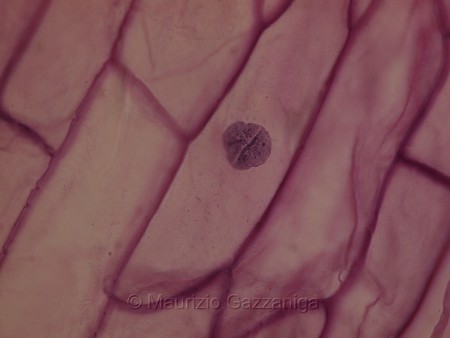 Nucleo