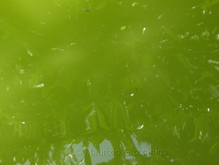 Laghetto eutrofizzato